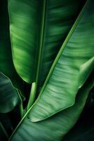 Tropical palm leaves background. Illustration photo