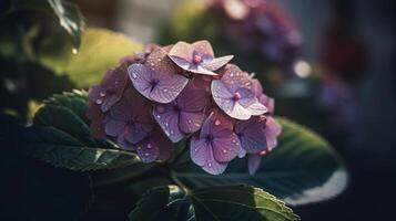 Hydrangea flower background. Illustration photo
