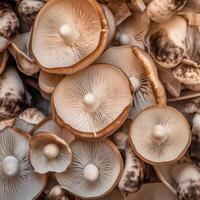 Mushrooms background. Illustration photo