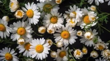 Chamomile flowers background. Illustration photo