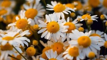 Chamomile flowers background. Illustration photo