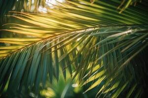 Tropical palm leaves background. Illustration photo