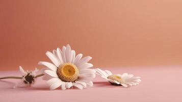 Chamomile flower on pink background. Illustration photo