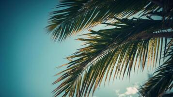 Palm tree sunny background. Illustration photo