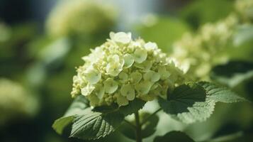 Hydrangea flower background. Illustration photo