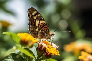 Butterfly on natural background. Illustration photo