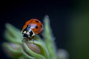 Ladybug on natural background. Illustration photo