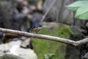 ceja nevada mosquero o ficedula hiperitra visto en rongtong en Oeste Bengala foto