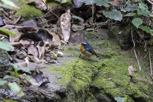 ceja nevada mosquero o ficedula hiperitra visto en rongtong en Oeste Bengala foto