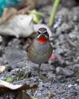 Siberian rubythroat or Calliope calliope observed in Rongtong in West Bengal photo