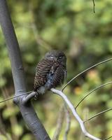 Asian barred owlet or Glaucidium cuculoides observed in Rongtong in West Bengal photo