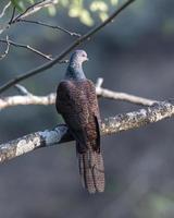 Barred cuckoo-dove or Macropygia unchall seen in Rongtong in West Bengal, India photo