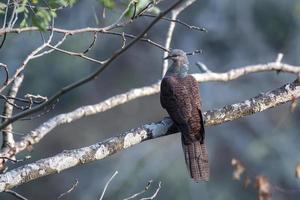 Barred cuckoo-dove or Macropygia unchall seen in Rongtong in West Bengal, India photo