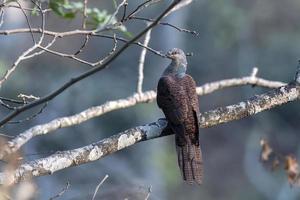 Barred cuckoo-dove or Macropygia unchall seen in Rongtong in West Bengal, India photo