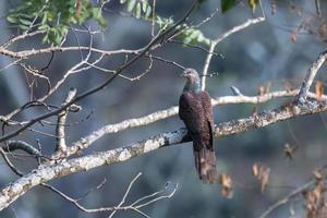 Barred cuckoo-dove or Macropygia unchall seen in Rongtong in West Bengal, India photo