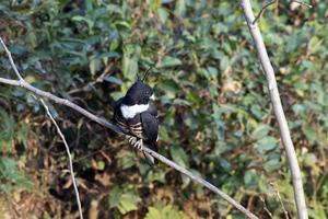 Black baza or Aviceda leuphotes observed in Rongtong in West Bengal, India photo