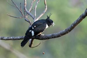 Black baza or Aviceda leuphotes observed in Rongtong in West Bengal, India photo