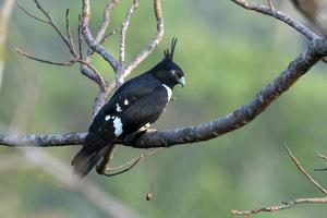 Black baza or Aviceda leuphotes observed in Rongtong in West Bengal, India photo
