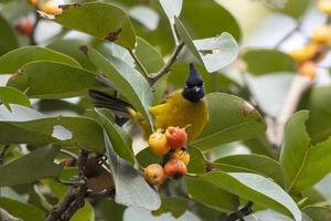 Black-crested bulbul or Rubigula flaviventris seen in Rongtong in West Bengal photo