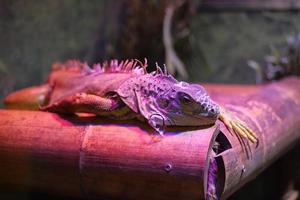A Frilled Lizard sitting on a log. photo