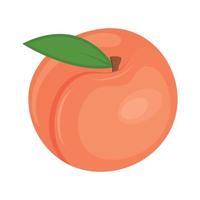 Peach ripe, juicy, isolated on a white background. Vector illustration design.