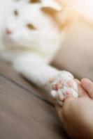 Woman hand holding paw cat photo