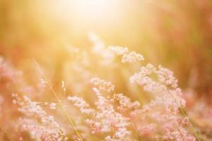 Soft Focus Beautiful grass flowers in natural sunlight Background photo