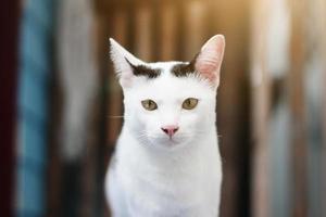 White cat enjoy and relax on terrace photo