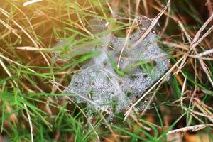 Beautiful Dew on the spider web on grass photo