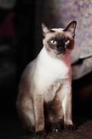 Siamese cat enjoy and relax on terrace with natural sunlight photo