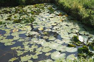 lotus flower that grows on the edge of the lake photo