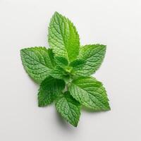 An elegant composition of a single fresh mint leaf photo