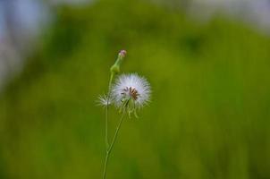 closed-up portrait of fluffy white dandelion flower in the garden. photo