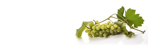 Vine of fresh green grapes, isolate on white background. Sprig of organic natural food. . Header banner mockup with space. photo