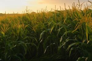 maíz campo en el Mañana Dom. agricultura con natural ecológico vegetales. ai generado. foto