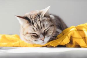 A sick tired tabby cat lies sleeping on a yellow plaid, close-up. . photo