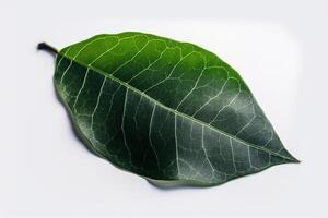 Green textural leaf from a tree close-up, isolate. . photo