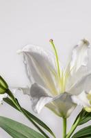 Lilly flowers on white background. Flora  wallpaper backdrop. photo