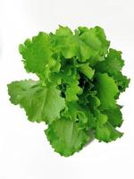 bunch of fresh lettuce on white background photo