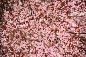 A tree with pink flowers in the spring photo