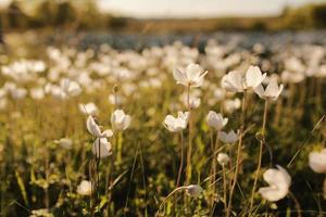 meadow of beautiful wild white flowers close up on sunset photo