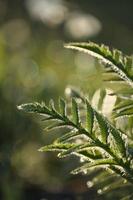 fresh green leaves with water drops. Green flowers in summer morning raindrops. Sun rays break through branch after rain. greens in clean dew drops. Sunbeam in summer nature. Ecology environment photo