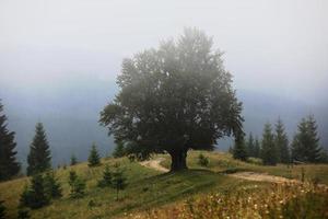 mountainous countryside in summertime. path uphill in to the distance. trees on the rolling hills. ridge in the distance. clouds on the sky. beautiful rural landscape of carpathians. Ukraine, Europe photo