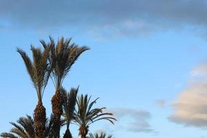 Tropical palm trees against blue sky and white fluffy clouds abstract background. Summer vacation and nature travel adventure concept photo