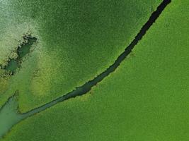 Aerial view of wetlands in Skadar lake. Boat road between by green lily pads, water chestnut, trap, moss covering the water national park, summer in Montenegro, circling, drone shot. photo