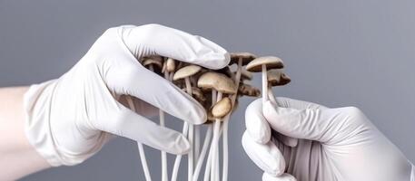 paneolus psilocybin mushrooms in hand photo
