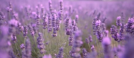 Violeta lavanda campo flores paisaje generativo ai foto