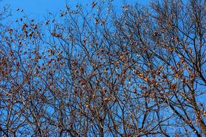 Tree called sapindus saponaria, popularly known as soap tree, with blue sky in the background photo