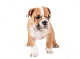 English bulldog puppy photo