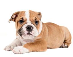 English bulldog puppy photo